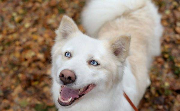 čudovita fotografija yakutskih huskyjev