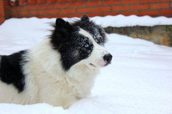 Yakut husky v snegu