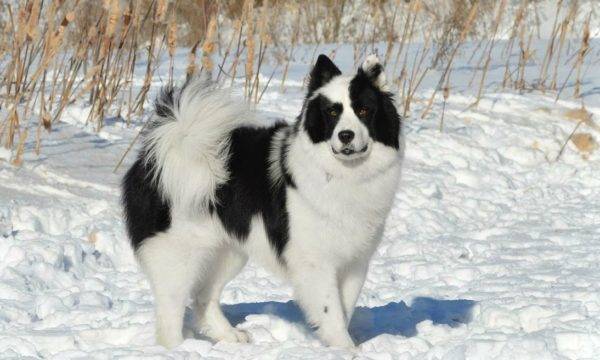 Yakut pozimi husky