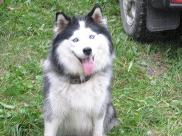 Yakut husky belo-siv