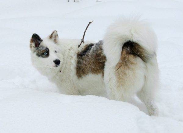 Yakut husky črno-bel z rdečimi oznakami