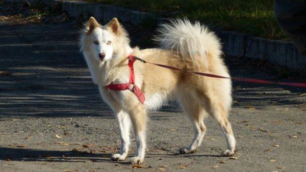 Yakut husky belo-rdeč