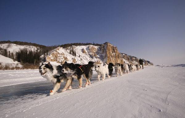 mnogo jakutskih huskyjev