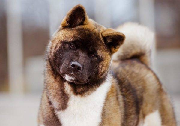 Ameriška Akita