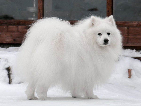 Japonski opis pasme spitz