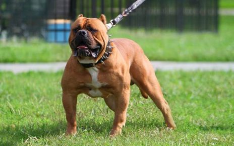Bandog